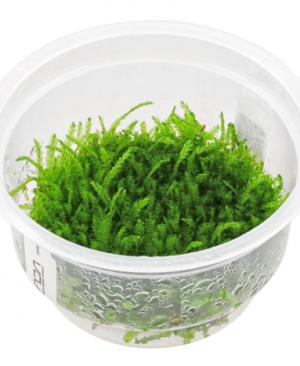 IC808 ADA Tissue Culture - Peacock Moss (Taxiphyllum sp. 'Peacock