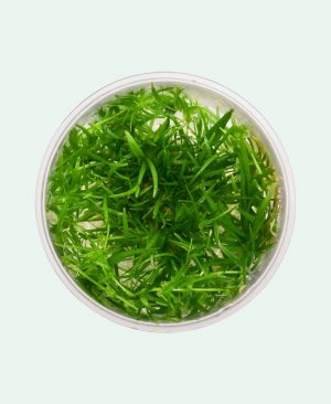 Echinodorus tenellus ‘Green’
