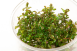 IC010 Rotala Macrandra