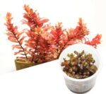 IC010 Rotala Macrandra