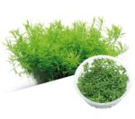 IC011 Rotala Rotundifolia Green