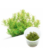 IC038 Rotala Macrandra Green