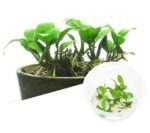 IC055 Anubias Nana Petite