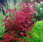 IC407 Ludwigia repens ‘Super red’