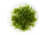 IC805 Flame moss