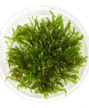 IC809 ADA Tissue Culture Plant - Christmas moss (Vesicularia Montagnei –  Aqua Forest Aquarium