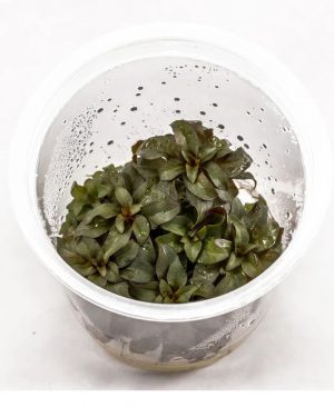 Ludwigia Glandulosa