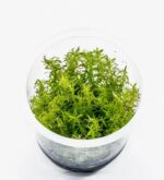 Rotala sp. ‘Vietnam’