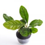 LC 056 Anubias barteri ‘Coffeefolia’